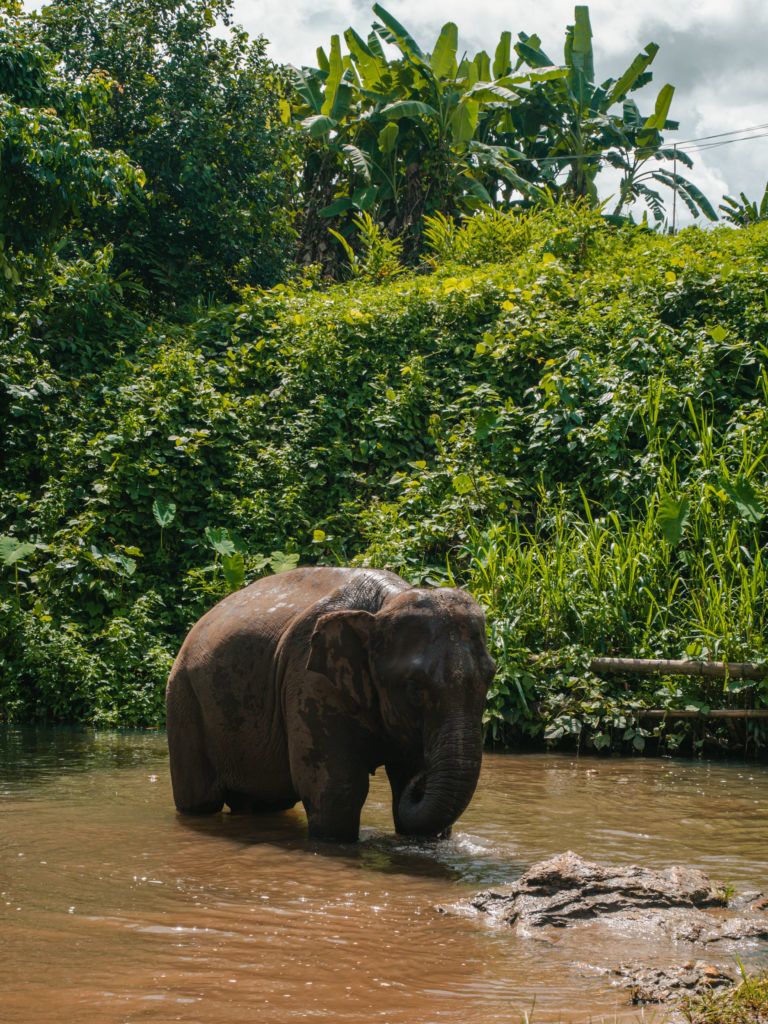 Thailand - Chiang Mai éléphant