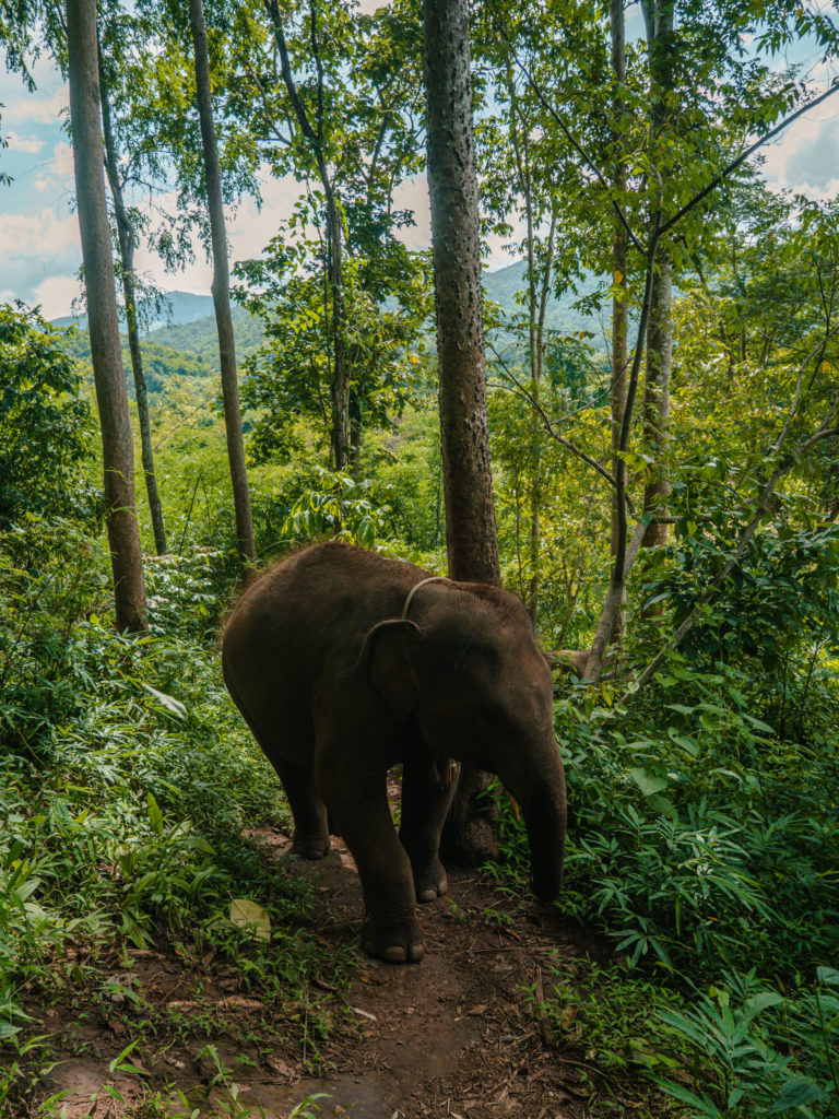 Thailand - Chiang Mai éléphant